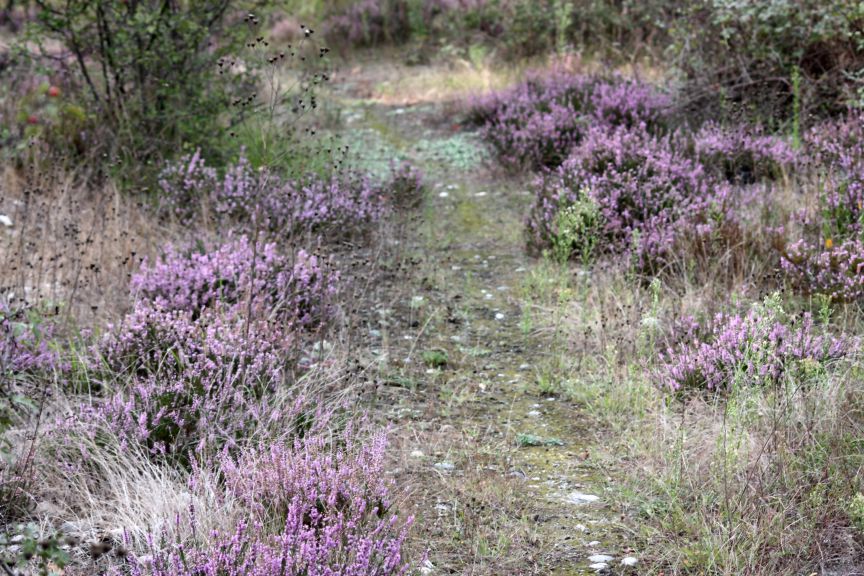 omaggio a Monet